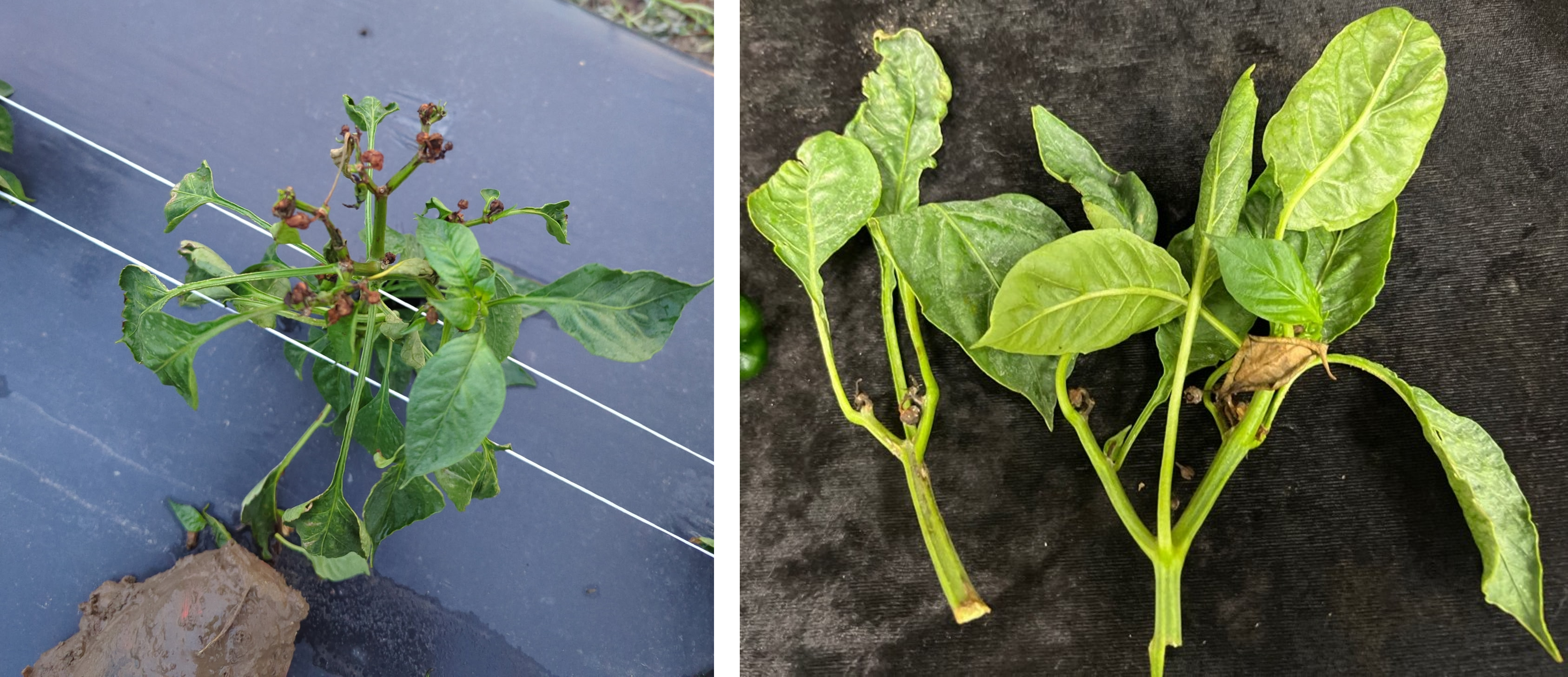 Leaf distortion and bud abortion in a pepper sample that tested positive for tomato necrotic spot virus. 